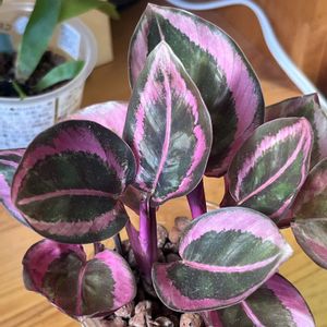 カラテア,カラテア,観葉植物,ハイドロカルチャー,カラテア属の画像