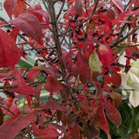 ニシキギ,カンガルーポーの画像