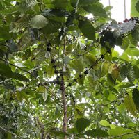 コーヒーの木,癒し,コーヒー豆の画像