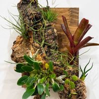 イオナンタ,ウスネオイデス,ブルボーサ,チランジア ウトリクラータ・プリングレイ,ディスキディア ヌンムラリアの画像