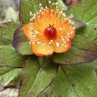 ヒペリカム,キュンキュン乙女倶楽部,庭の画像