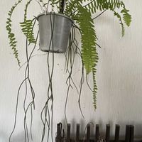 皇帝ダリア,トックリラン,リプサリス・何かの画像