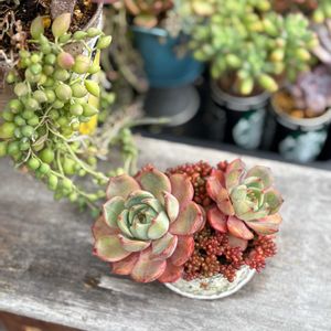 エケベリア,レッドベリー,ジャンクガーデン,植物のある暮らしの画像