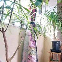 トックリラン,ブラキキトン・アケリフォリウス,ドラセナ リフレクサの画像