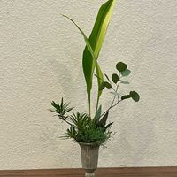 ブルーアイス,ハラン,ユーカリ ポポラス,ヒマ,花のある暮らしの画像