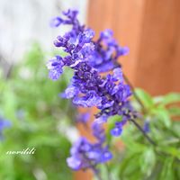 ブルーサルビア,お出かけ先にて,雨の日に,いつもの散歩道,ご近所さんのお花の画像