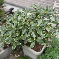 ジンチョウゲの画像