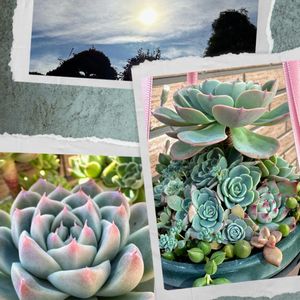 七福神,多肉植物,可愛い,元気！,もりもり多肉の画像