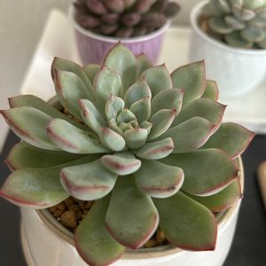 エイプス,多肉植物,エケベリア属,室内組,マンションの画像