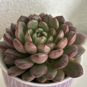 ピンクルビー,多肉植物,エケベリア属,室内組,マンションの画像