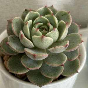  ベンバディス,多肉植物,エケベリア属,室内組,マンションの画像