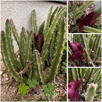 グレビレア,萩の花,iPhoneで撮った,こう見えて多肉植物,つぼみがあるの画像