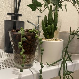 グリーンネックレス,ヘデラ,リプサリス,セレウス ペルヴィアヌス,多肉植物の画像