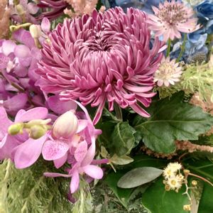 アジサイ,洋菊,洋菊,シンピジュウム,シンピジュウムの画像