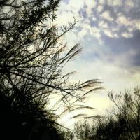 サザンカ,ハギ,Love & Peace,半分そら,ありがとう♡︎⸜( ´ ꒳ ` )⸝♡︎の画像