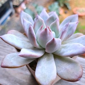 ハオルチア,ブラックサバス,エケベリア属,赤線オブツーサの画像