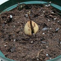 アボカド,花のある暮らし,癒される♡,花と緑のある暮らし,癒し✨の画像