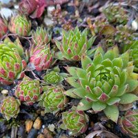 ミセバヤ,沈丁花,センぺルビウム,多肉植物,多肉大好きの画像