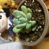 天使の雫の画像