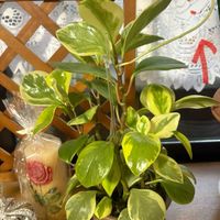 ペペロミアの画像