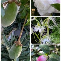 サザンカ,サザンカ,サザンカ,プリンセチア,バオバブの画像