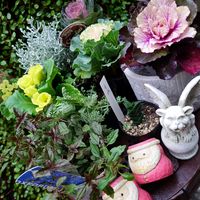 アリッサム,レースフラワー,虹の玉,葉牡丹,コットンキャンディーの画像