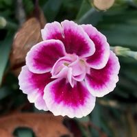 ナデシコ,お出かけ先にての画像