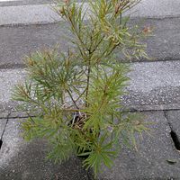 バンクシア,ヒースバンクシア,ヘアピンバンクシア,ヘアピンバンクシア,バンクシア エリシフォリアの画像