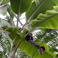バナナ,植物園,癒し,熱帯植物の画像