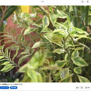 ダイギンリュウ,ペディランサス,大銀竜,観葉植物,新芽の画像