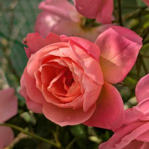 花のある暮らし,今日のお花,花いろいろ,おうち園芸,棚の画像