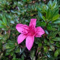 ホトトギス,サツキ,ハイビスカス　デニムブルー,あかばなー（ハイビスカス）,狂った季節の画像