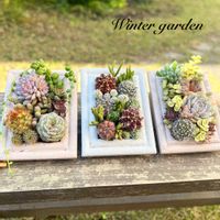 サボテン寄せ植え,ミニサボテン,多肉寄せ植え,ガーデニング,室内で楽しむ植物の画像