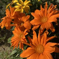 インパチェンス,ガザニア,ガーベラ ガルビネア,クレマチス  冬色のメロディ,バラ咲きインパチェンス カルフォルニアローズの画像