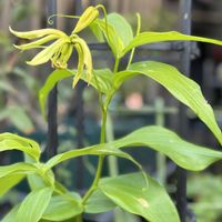 クリスマスローズ,グロリオサ,かわいいな♡,花のある暮らし,冬支度の画像