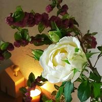 シンフォリカルポス,シンフォリカルポス,白薔薇,キャンドル,キュンキュン乙女倶楽部の画像