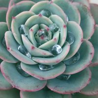 花うらら,氷山,ピーチアンドクリーム,丸葉モンブラン,サノフィの画像