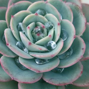 花うらら,氷山,ピーチアンドクリーム,丸葉モンブラン,サノフィの画像