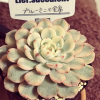 こもちれんげ,ピンクベリー,ブルーミニマ錦の画像