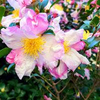 サザンカ,コンギク,ラッキョウ,山野草,散歩中の画像