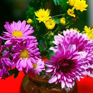 キク,菊の切り花,切り花,リビングの画像