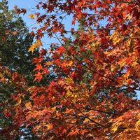 紅葉,コナラ,軽井沢,青空,紅葉（こうよう）の画像