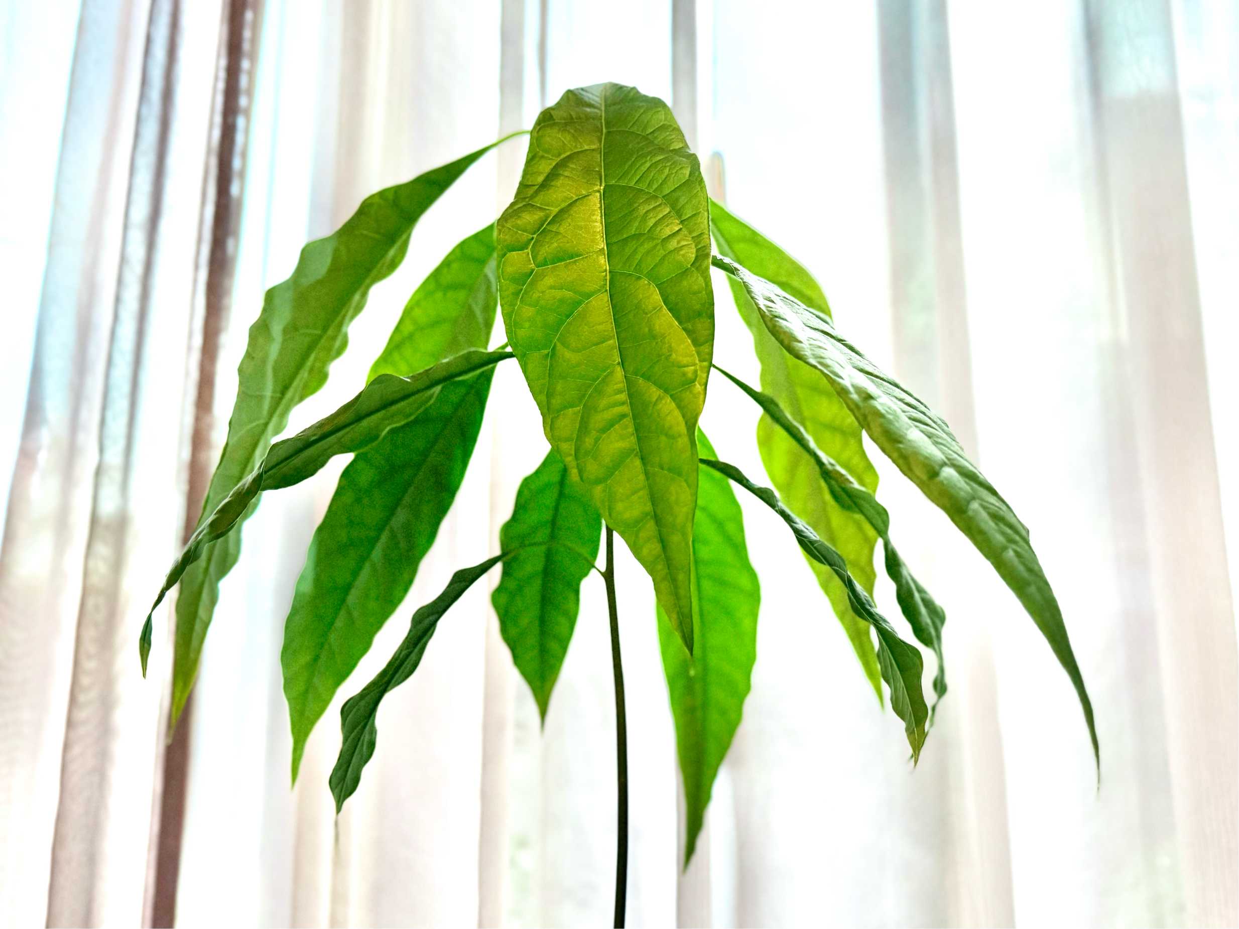 FIG課長　Hivernenca Blanca穂木２本分 FIG課長 Hivernenca Blanca穂木2本分 FIG課長 Hivernenca Blanca穂木2