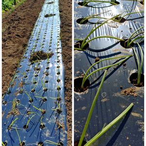 玉ねぎ,舞乙女,かぼす,無農薬,キュンキュン乙女倶楽部の画像