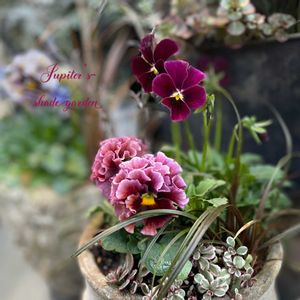 パンジー・ビオラ,パンジー ローブドゥアントワネット,ローブ・ドゥ・アントワネット,ロカハーツ バチアナスマイル,寄せ植えの画像