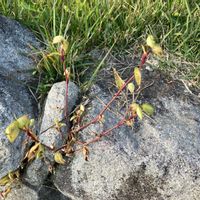 ツユクサ,ツユクサ,ツユクサ,ツユクサ(露草),山野草の画像