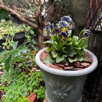 ビオラ,サビサビ,可愛い,古道具,ウィッチフォードの画像