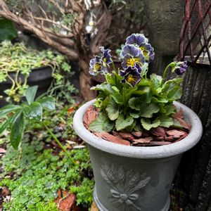 ビオラ,サビサビ,可愛い,古道具,ウィッチフォードの画像