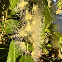 サガリバナの画像