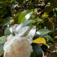 ユキヤナギ,サツキツツジ,ジュウガツサクラ,山茶花（さざんか）,神戸市立森林植物園での画像